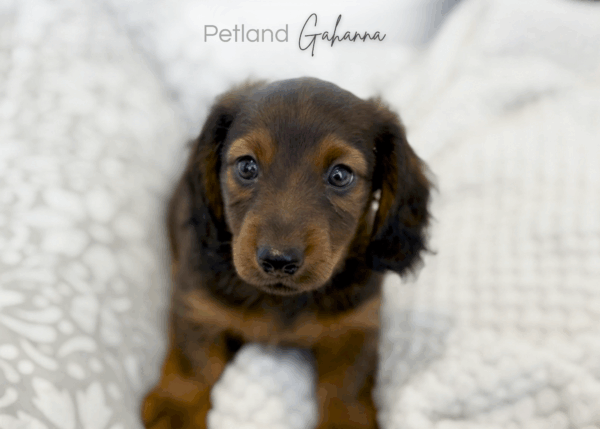 [#990000013901466]  - Chocolate and Tan Male Mini Dachshund Dog