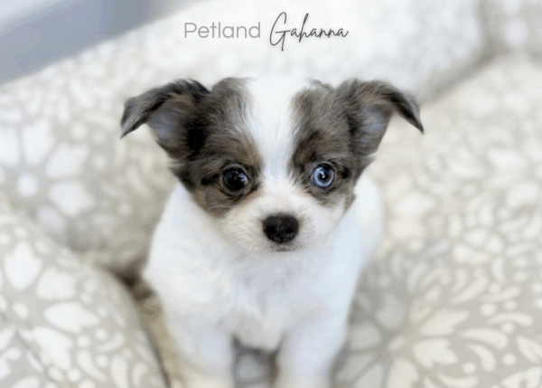 [#900217001586781]  - White / White and Dapple Female Chiweenie Dog