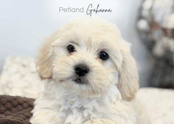 [#990000014300003]  - Cream Male ShihPoo Dog