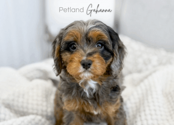 [#990000015237850]  - Female Cavapoo Dog