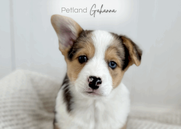 [#990000010747592]  - Blue Merle Male Pembroke Welsh Corgi Dog