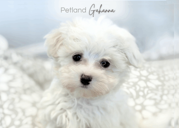 [#900217001584156]  - White Female Maltese Dog