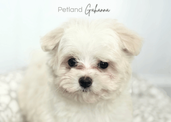 [#900217001584159]  - White Female Maltese Dog