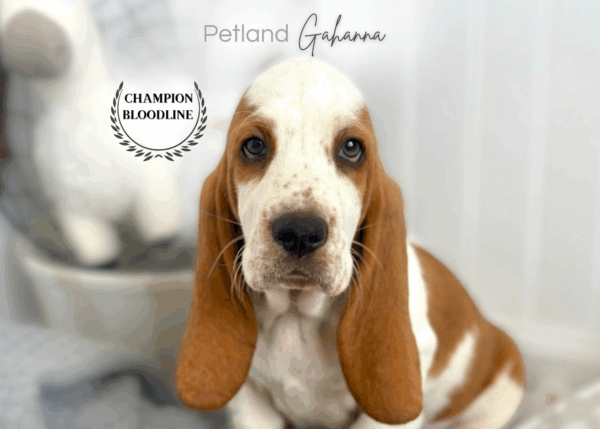 [#26338-02]  - Red / White M Basset Hound Puppies for Sale