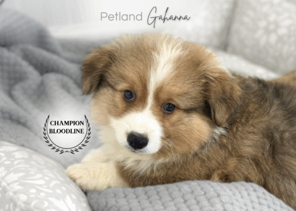 [#26373-01]  - Sable / White M Pembroke Welsh Corgi Puppies for Sale