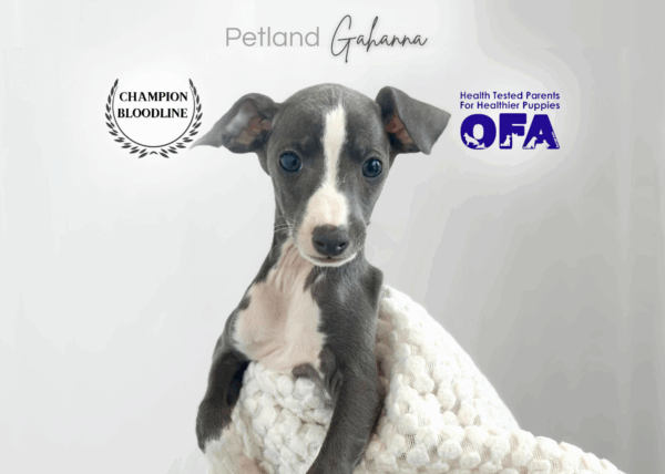 [#26310-03]  - Blue M Italian Greyhound Puppies for Sale