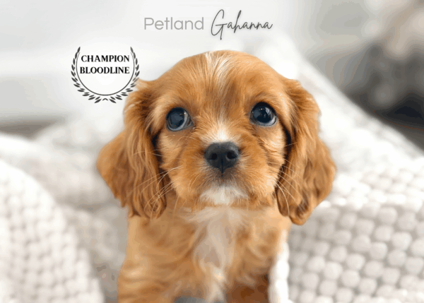 [#26330-01]  - Ruby M Cavalier King Charles Spaniel Puppies for Sale