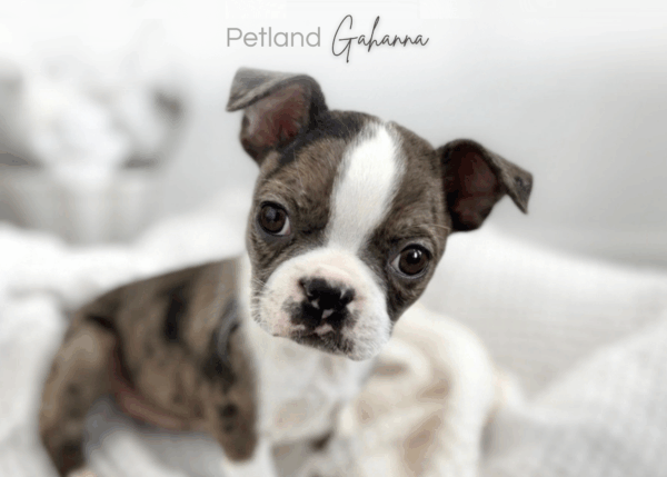 [#26464-02]  - Brown M Boston Terrier Puppies for Sale