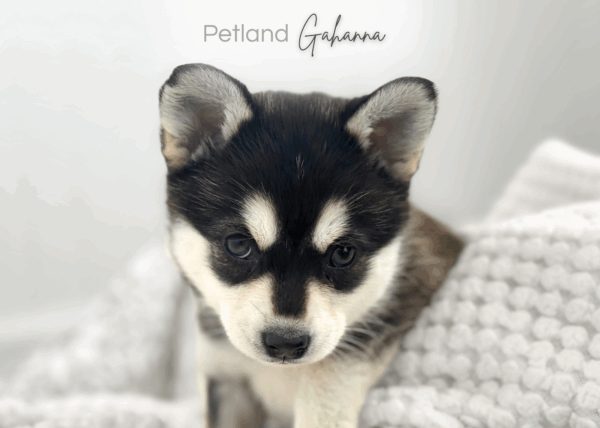 [#26372-02]  - Black / White F Alaskan Klee Kai Puppies for Sale