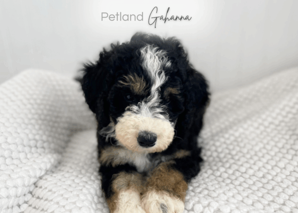 [#90000014263071]  - Tricolor Male Bernedoodle Dog