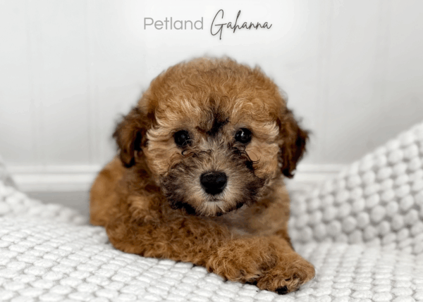 [#900217001584061]  - Red / Sable Female Mini Poodle Dog