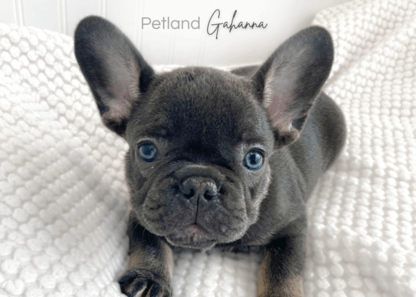 [#933000321262043]  - Merle / Fawn Male French Bulldog Dog