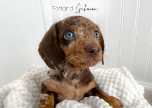 [#990000013901472]  - Isabella Dapple Male Mini Dachshund Dog