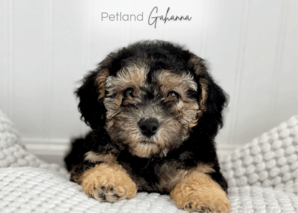 [#900217001583996]  - Black / Golden Female Mini Poodle Dog