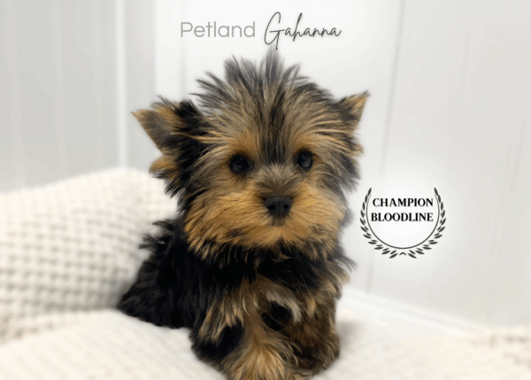 [#2639-04]  - Black / Tan F Yorkshire Terrier Puppies for Sale
