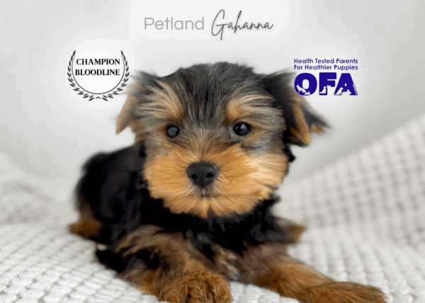 [#26277-01]  - Black / Tan M Yorkshire Terrier Puppies for Sale