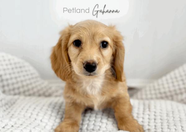 [#990000015237845]  - Cream Male Mini Dachshund Dog