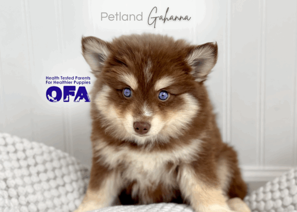 [#26132-05]  - Chocolate F Pomsky Puppies for Sale
