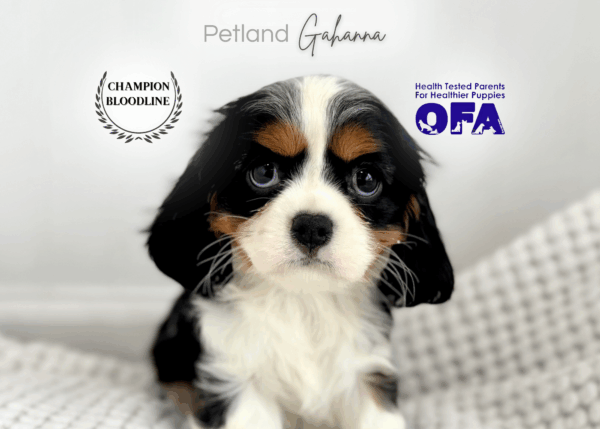 [#26143-01]  - Black F Cavalier King Charles Spaniel Puppies for Sale