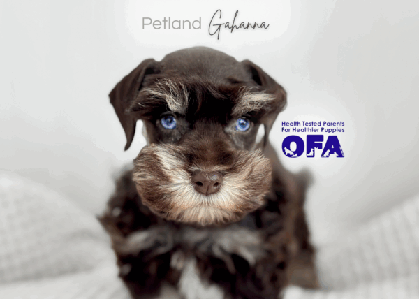 [#26488-01]  - Chocolate / Tan M Miniature Schnauzer Puppies for Sale