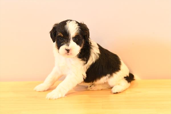 [#26574-01]  - Black White / Tan M Bernedoodle Mini 2nd Gen Puppies for Sale