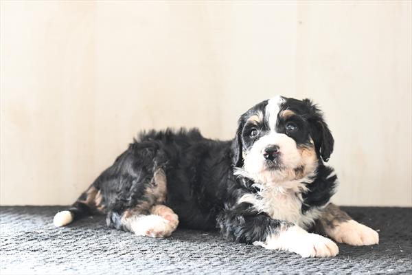 [#26614-04]  - Black M Bernedoodle Puppies for Sale