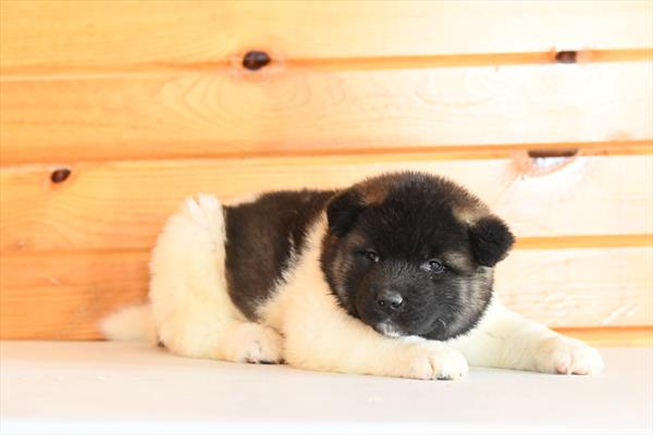[#26555-03]  - Black / White M Akita Puppies for Sale