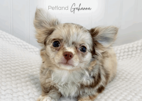 [#990000008982722]  - Merle / Lilac Female Chihuahua Dog