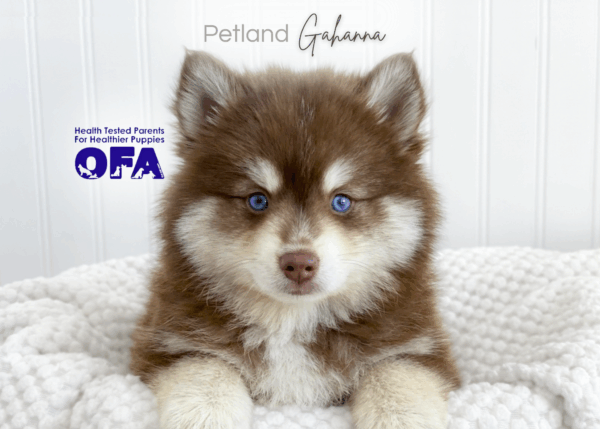[#26457-01]  - Chocolate M Pomsky Puppies for Sale