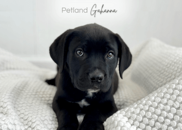 [#990000014300223]  - Black Male Cane Corso Dog