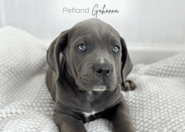 [#990000014300236]  - Blue Female Cane Corso Dog