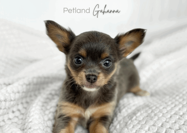 [#990000015233693]  - Blue/Tan Female Chihuahua Dog