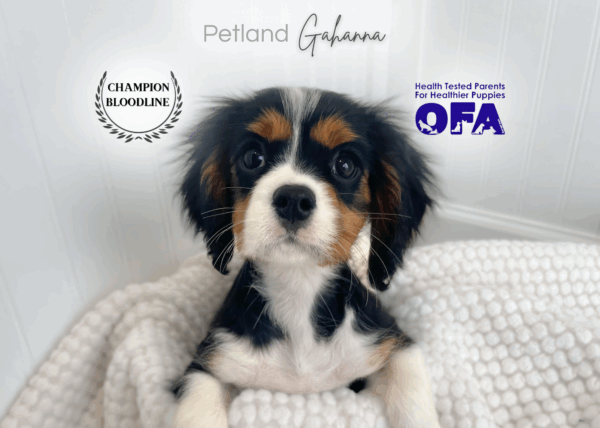 [#26483-01]  - Black / Tan M Cavalier King Charles Spaniel Puppies for Sale