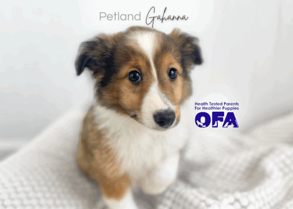 [#26336-01]  - Cream / Tan M Shetland Sheepdog Puppies for Sale