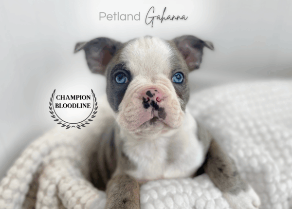 [#26480-01]  - Blue Merle M Boston Terrier Puppies for Sale