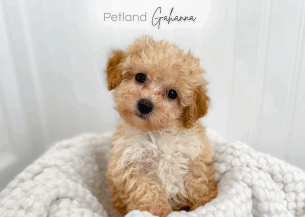 [#900217001583994]  - Red Female Poodle Toy Dog