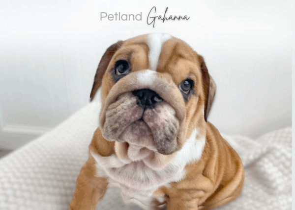 [#990000014302497]  - Merle / Fawn Male English Bulldog Dog