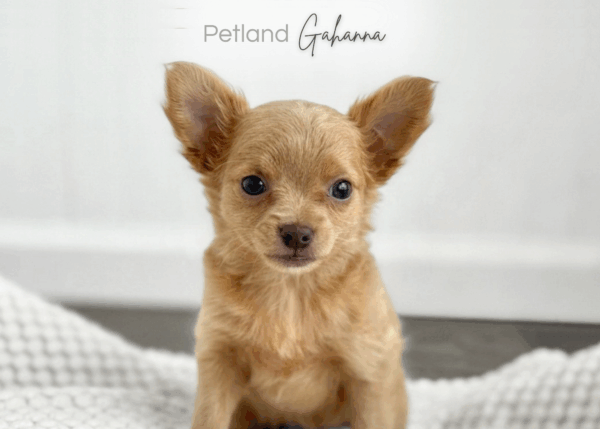 [#990000015233697]  - Tawny Red Female Chihuahua Dog