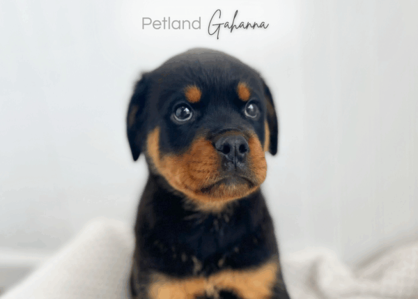 [#26406-01]  - Black / Tan M Rottweiler Puppies for Sale