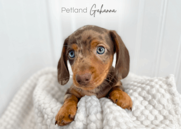 [#990000013901472]  - Isabella Dapple Male Mini Dachshund Dog