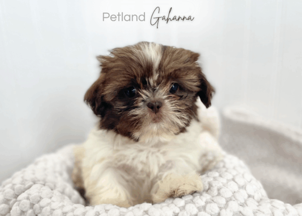 [#992000003518477]  - Brown/White Female Shih Tzu Dog