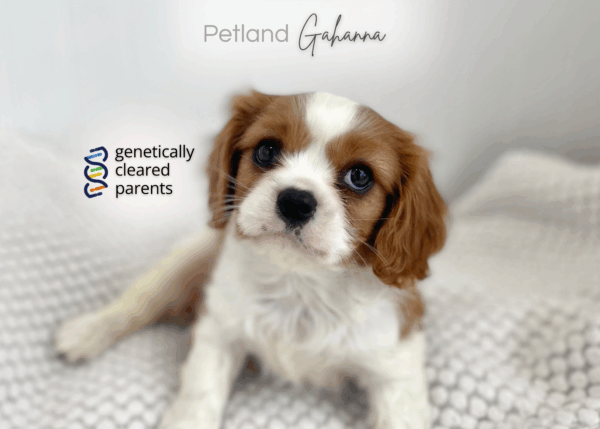 [#99000001523837102032026]  - Beinheim Female Cavalier King Charles Spaniel Dog