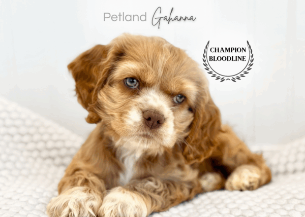 [#990000014263074]  - Buff Female Cocker Spaniel Dog