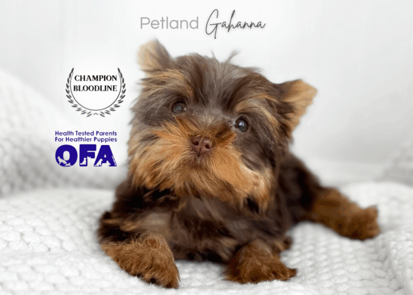 [#26412-03]  - Chocolate F Yorkshire Terrier Puppies for Sale