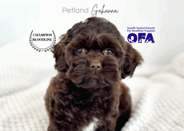 [#26622-05]  - Chocolate F Cock A Poo Puppies for Sale