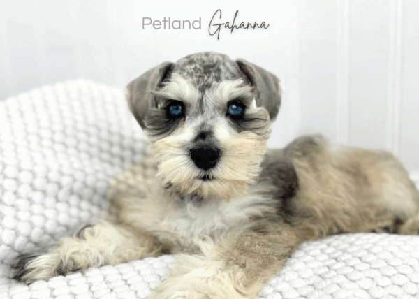 [#26581-05]  - Merle M Miniature Schnauzer Puppies for Sale