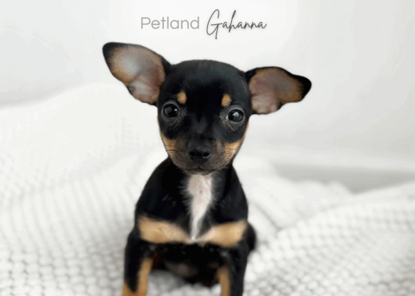 [#900217001586774]  - Black/Tan Female Chiweenie Dog