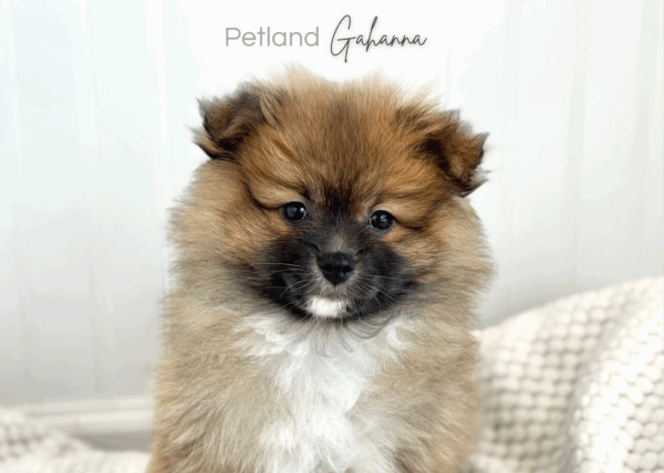 [#26887-01]  - Wolf Sable M Pomeranian Puppies for Sale