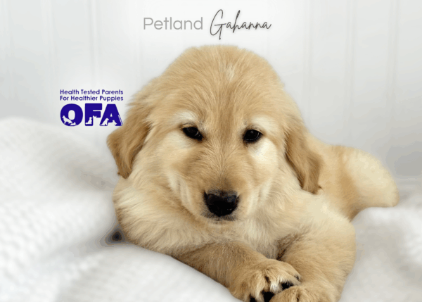 [#26600-02]  - Light Golden F Golden Retriever Puppies for Sale