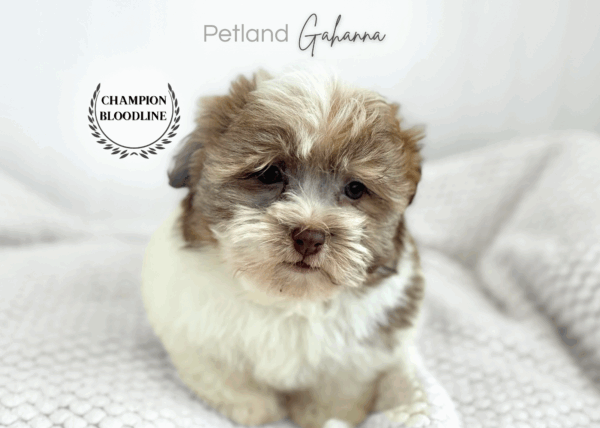 [#26652-02]  - Chocolate / White F Havanese Puppies for Sale